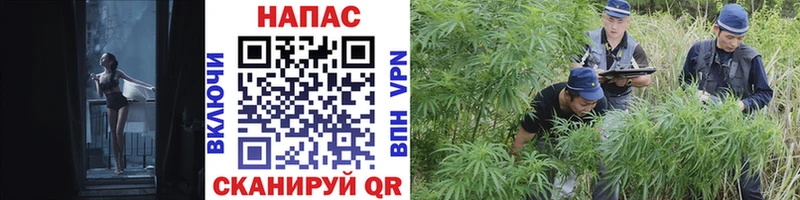 дарнет шоп  Нефтекумск  Шишки марихуана SATIVA & INDICA 